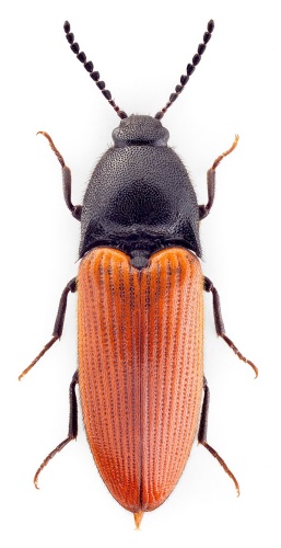 Ampedus rufipennis © John Hallmén