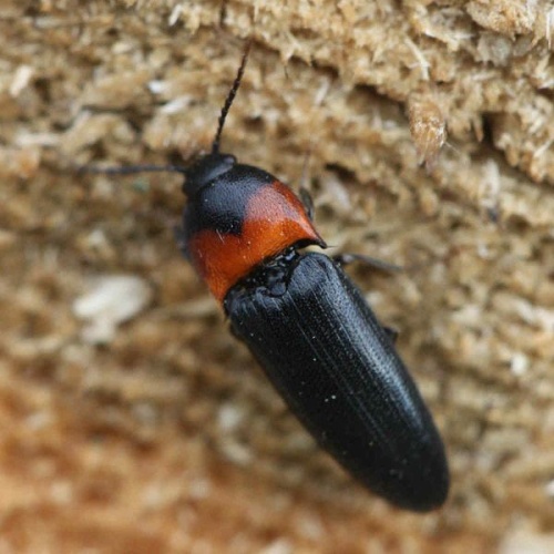 Ampedus sinuatus &copy; <a href="//commons.wikimedia.org/w/index.php?title=User:Slimguy&amp;action=edit&amp;redlink=1" class="new" title="User:Slimguy (page does not exist)">Slimguy</a>