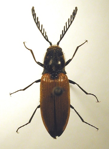 Anostirus castaneus © M. Virtala