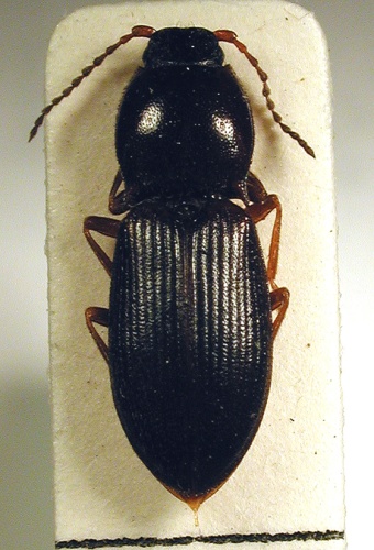 Berninelsonius hyperboreus © M. Virtala