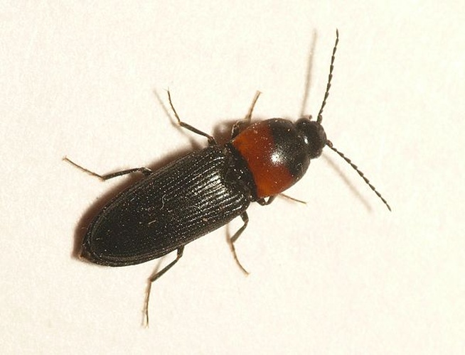 Cardiophorus ruficollis &copy; <table style="width:100%; border:1px solid #aaa; background:#efd; text-align:center"><tbody><tr>
<td>
<a href="//commons.wikimedia.org/wiki/File:Aspitates_ochrearia.jpg" class="image"><img alt="Aspitates ochrearia.jpg" src="https://upload.wikimedia.org/wikipedia/commons/thumb/b/bc/Aspitates_ochrearia.jpg/55px-Aspitates_ochrearia.jpg" decoding="async" width="55" height="41" srcset="https://upload.wikimedia.org/wikipedia/commons/thumb/b/bc/Aspitates_ochrearia.jpg/83px-Aspitates_ochrearia.jpg 1.5x, https://upload.wikimedia.org/wikipedia/commons/thumb/b/bc/Aspitates_ochrearia.jpg/110px-Aspitates_ochrearia.jpg 2x" data-file-width="800" data-file-height="600"></a>
</td>
<td>This image is created by user <a rel="nofollow" class="external text" href="http://waarneming.nl/user/photos/19474">Dick Belgers</a> at <a rel="nofollow" class="external text" href="http://waarneming.nl/">waarneming.nl</a>, a source of nature observations in the Netherlands.
</td>
</tr></tbody></table>