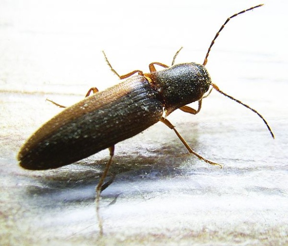 Dalopius marginatus &copy; Siga