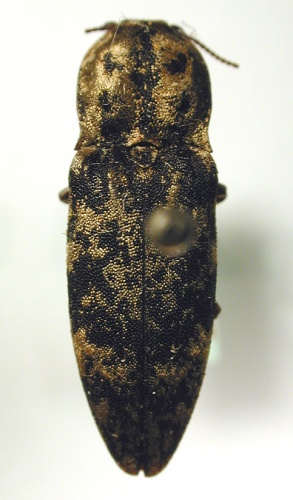 Danosoma fasciata © M. Virtala