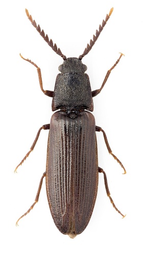 Denticollis borealis © John Hallmén