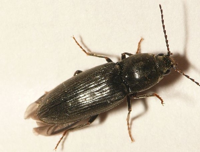 Dicronychus cinereus &copy; <table style="width:100%; border:1px solid #aaa; background:#efd; text-align:center"><tbody><tr>
<td>
<a href="//commons.wikimedia.org/wiki/File:Aspitates_ochrearia.jpg" class="image"><img alt="Aspitates ochrearia.jpg" src="https://upload.wikimedia.org/wikipedia/commons/thumb/b/bc/Aspitates_ochrearia.jpg/55px-Aspitates_ochrearia.jpg" decoding="async" width="55" height="41" srcset="https://upload.wikimedia.org/wikipedia/commons/thumb/b/bc/Aspitates_ochrearia.jpg/83px-Aspitates_ochrearia.jpg 1.5x, https://upload.wikimedia.org/wikipedia/commons/thumb/b/bc/Aspitates_ochrearia.jpg/110px-Aspitates_ochrearia.jpg 2x" data-file-width="800" data-file-height="600"></a>
</td>
<td>This image is created by user <a rel="nofollow" class="external text" href="http://waarneming.nl/user/photos/19474">Dick Belgers</a> at <a rel="nofollow" class="external text" href="http://waarneming.nl/">waarneming.nl</a>, a source of nature observations in the Netherlands.
</td>
</tr></tbody></table>