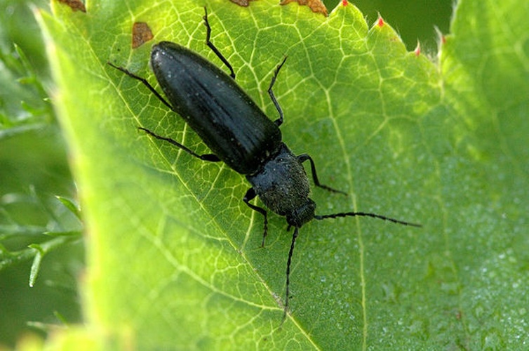 Ectinus aterrimus &copy; James K. Lindsey