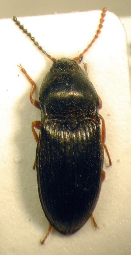 Hypnoidus riparius © M. Virtala