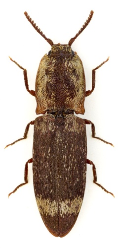 Lacon querceus © John Hallmén