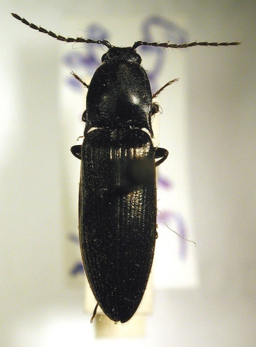 Liotrichus affinis &copy; M. Virtala
