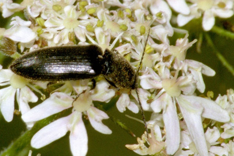 Melanotus villosus &copy; James K. Lindsey