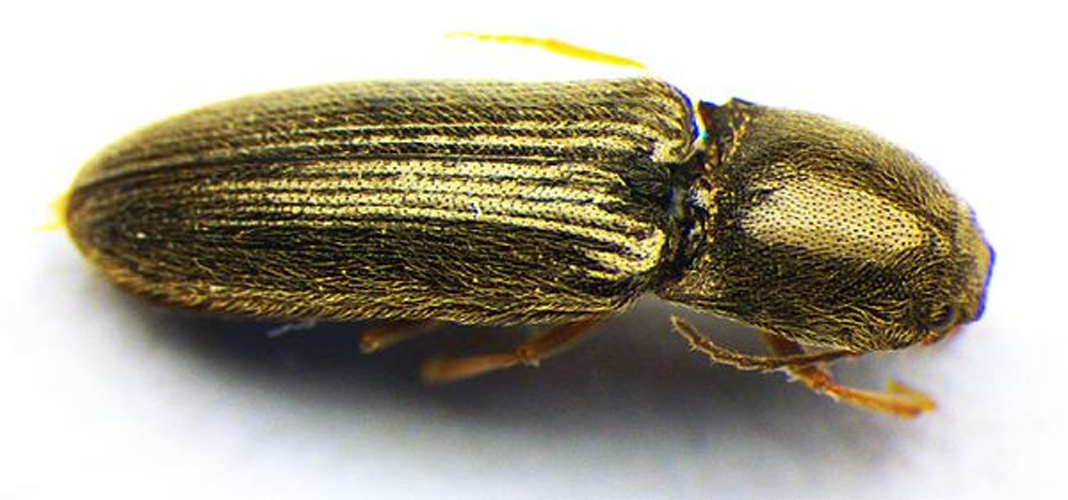 Nothodes parvulus &copy; Zoologische Staatssammlung Muenchen