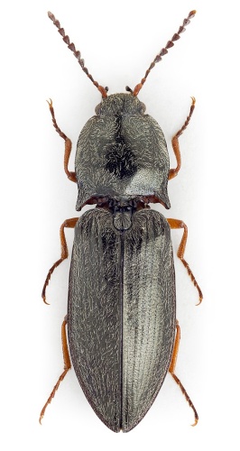 Paraphotistus nigricornis © John Hallmén