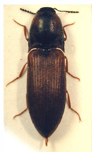 Sericus brunneus &copy; M. Virtala