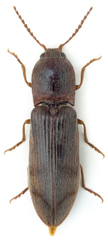 Stenagostus rhombeus &copy; John Hallmén