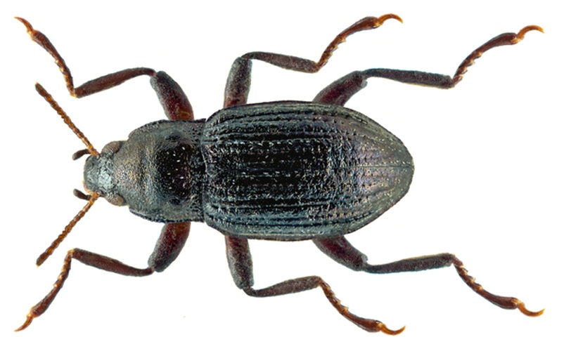 Riolus subviolaceus &copy; <a rel="nofollow" class="external text" href="https://www.flickr.com/people/30703260@N08">Udo Schmidt</a> from Deutschland