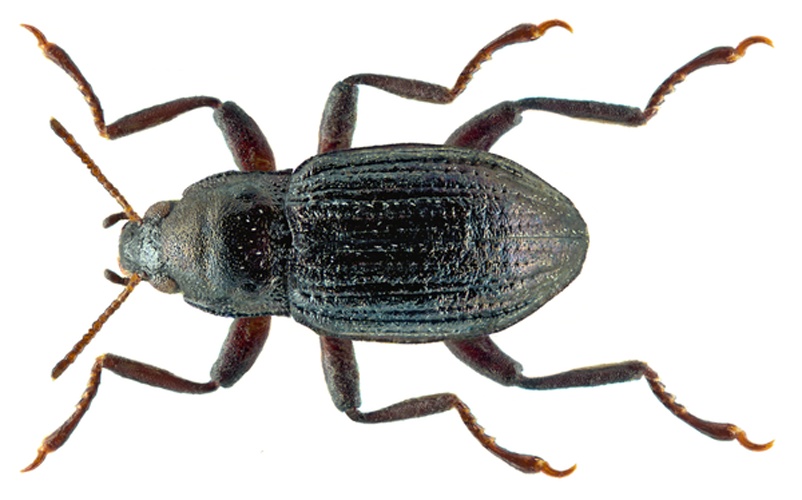 Riolus subviolaceus © <a rel="nofollow" class="external text" href="https://www.flickr.com/people/30703260@N08">Udo Schmidt</a> from Deutschland