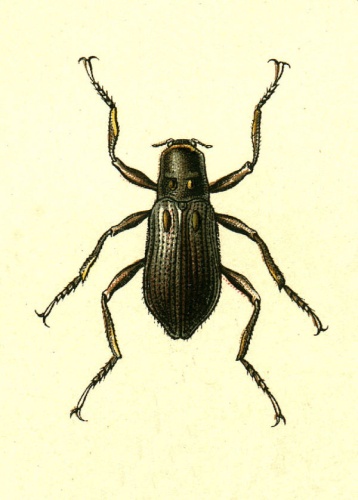 Macronychus quadrituberculatus © G.G. Yakobson