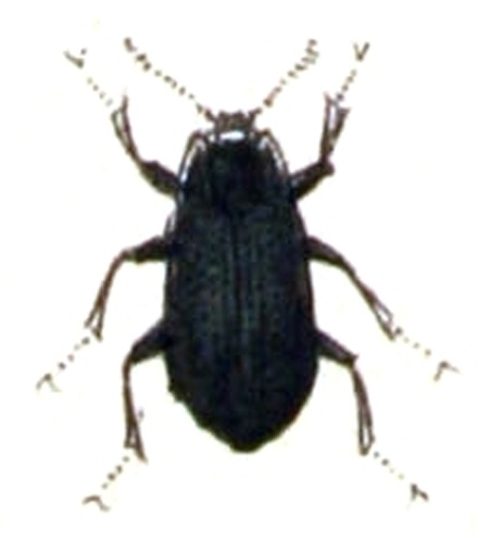 Elmis aenea &copy; <bdi><a href="https://www.wikidata.org/wiki/Q18508143" class="extiw" title="d:Q18508143">Emil Hochdanz</a>
</bdi>