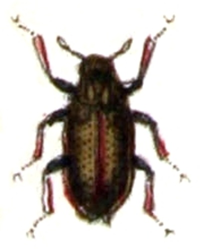 Potamophilus acuminatus © <bdi><a href="https://www.wikidata.org/wiki/Q18508143" class="extiw" title="d:Q18508143">Emil Hochdanz</a>
</bdi>