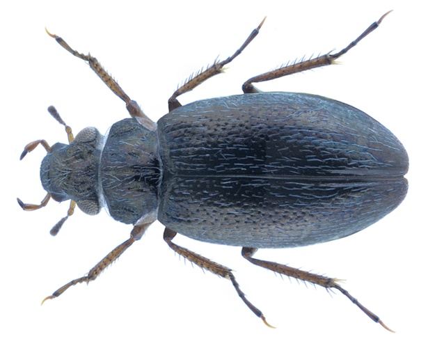 Ochthebius ragusae &copy; <a href="//commons.wikimedia.org/w/index.php?title=User:URSchmidt&amp;action=edit&amp;redlink=1" class="new" title="User:URSchmidt (page does not exist)">URSchmidt</a>