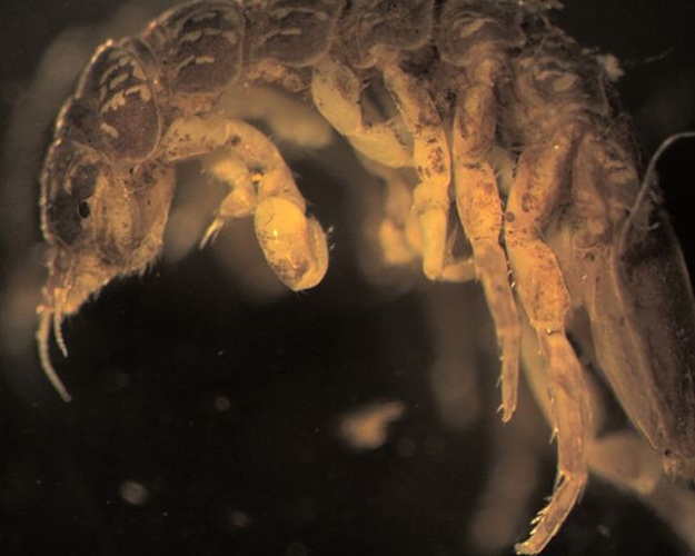 Proasellus meridianus &copy; <a href="//commons.wikimedia.org/w/index.php?title=User:Erin_Hayes-Pontius&amp;action=edit&amp;redlink=1" class="new" title="User:Erin Hayes-Pontius (page does not exist)">Erin Hayes-Pontius</a>