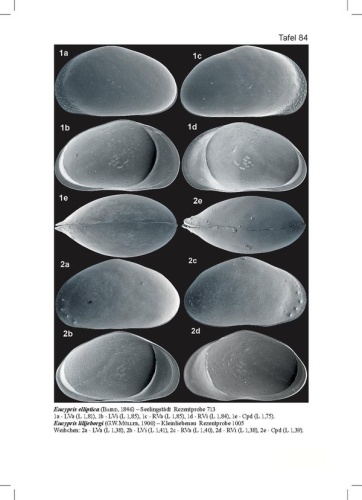 Eucypris elliptica © <a href="//commons.wikimedia.org/w/index.php?title=User:Roland_Fuhrmann&amp;action=edit&amp;redlink=1" class="new" title="User:Roland Fuhrmann (page does not exist)">Roland Fuhrmann</a>