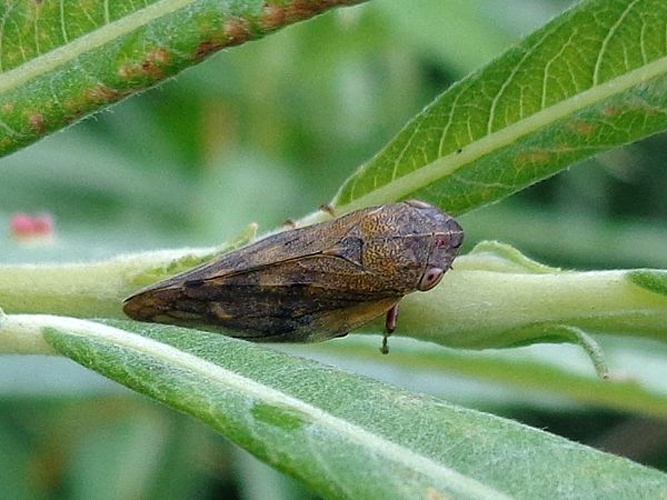 Aphrophora pectoralis &copy; <a href="//commons.wikimedia.org/wiki/User:AfroBrazilian" title="User:AfroBrazilian">AfroBrazilian</a>