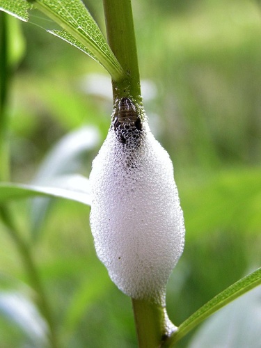 Aphrophora salicina &copy; Daniel Ullrich, <a href="//commons.wikimedia.org/wiki/User:Threedots" title="User:Threedots">Threedots</a>