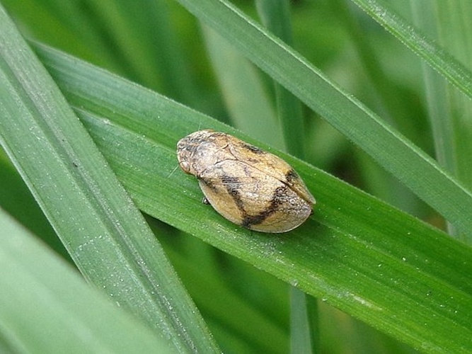 Lepyronia coleoptrata &copy; <a href="//commons.wikimedia.org/wiki/User:AfroBrazilian" title="User:AfroBrazilian">AfroBrazilian</a>