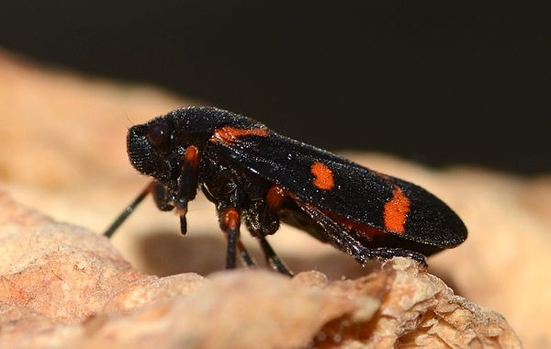 Cercopis intermedia &copy; <a href="//commons.wikimedia.org/wiki/User:Alvesgaspar" title="User:Alvesgaspar">Alvesgaspar</a>