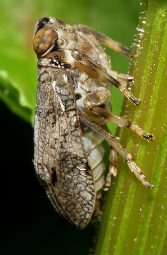 Issus coleoptratus © <a href="//commons.wikimedia.org/wiki/User:Sarefo" title="User:Sarefo">Sarefo</a>