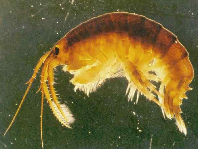 Dikerogammarus villosus © <a rel="nofollow" class="external text" href="https://www.flickr.com/people/43788330@N05">NOAA Great Lakes Environmental Research Laboratory</a>
