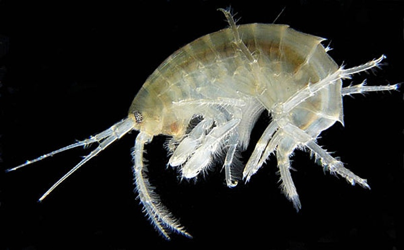 Gammarus roeseli © <bdi><a href="https://www.wikidata.org/wiki/Q58300160" class="extiw" title="d:Q58300160">Michal Maňas</a>
</bdi>