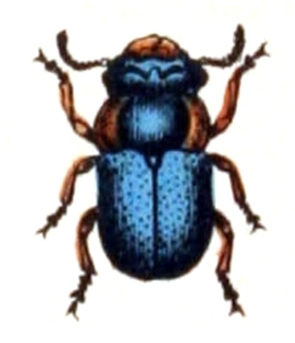 Cheilotoma musciformis © <bdi><a href="https://www.wikidata.org/wiki/Q18508143" class="extiw" title="d:Q18508143">Emil Hochdanz</a>
</bdi>