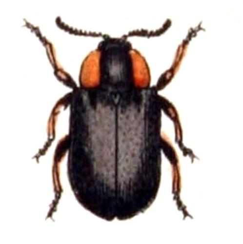 Smaragdina aurita © <bdi><a href="https://www.wikidata.org/wiki/Q18508143" class="extiw" title="d:Q18508143">Emil Hochdanz</a>
</bdi>
