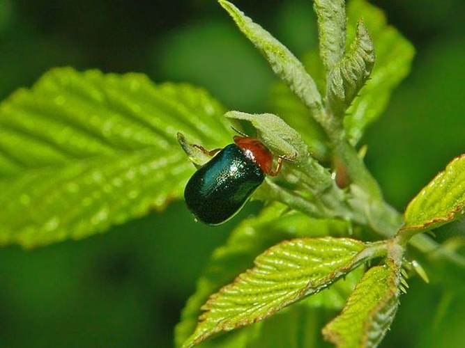 Smaragdina salicina &copy; <a href="//commons.wikimedia.org/wiki/User:Hectonichus" title="User:Hectonichus">Hectonichus</a>