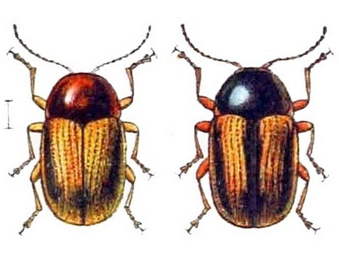 Cryptocephalus pygmaeus &copy; Эдмунд Рейттер (1845–1920)