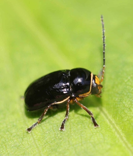Cryptocephalus flavipes © <a href="//commons.wikimedia.org/w/index.php?title=User:Slimguy&amp;action=edit&amp;redlink=1" class="new" title="User:Slimguy (page does not exist)">Slimguy</a>