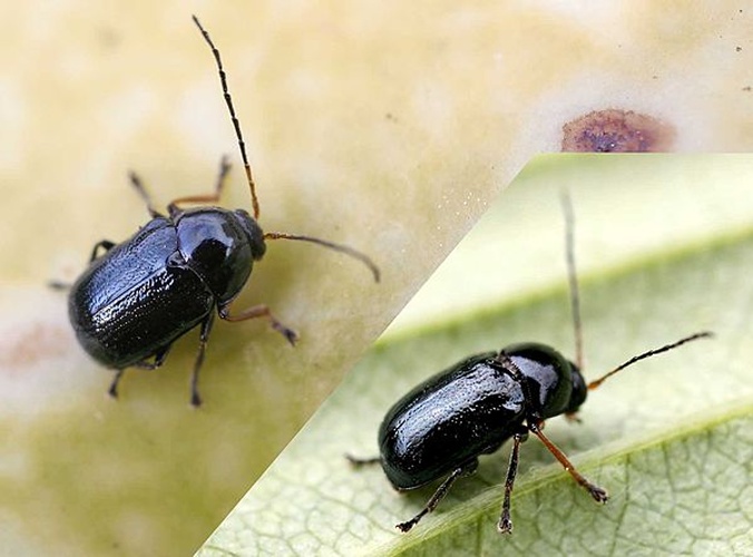 Cryptocephalus nitidus © 