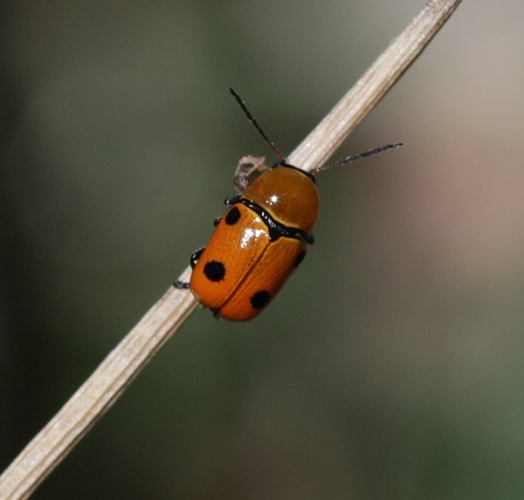 Cryptocephalus pominorum © <a rel="nofollow" class="external text" href="https://www.flickr.com/people/35142635@N05">S. Rae</a> from Scotland, UK