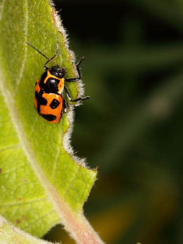 Cryptocephalus quinquepunctatus © <a rel="nofollow" class="external text" href="https://www.flickr.com/people/51216897@N07">gbohne</a> from Berlin, Germany