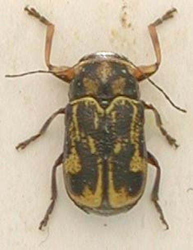 Pachybrachys hieroglyphicus &copy; Sampsa Malmberg