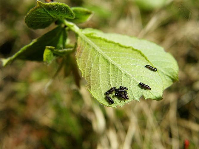 Gonioctena decemnotata &copy; <a href="//commons.wikimedia.org/w/index.php?title=User:Rigel7&amp;action=edit&amp;redlink=1" class="new" title="User:Rigel7 (page does not exist)">Rigel7</a>