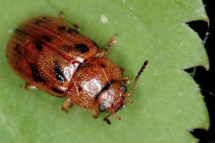Gonioctena quinquepunctata &copy; <a href="//commons.wikimedia.org/wiki/User:Hedwig_Storch" title="User:Hedwig Storch">Hedwig Storch</a>