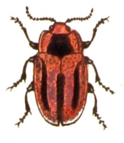 Entomoscelis adonidis © <bdi><a href="https://www.wikidata.org/wiki/Q18508143" class="extiw" title="d:Q18508143">Emil Hochdanz</a>
</bdi>