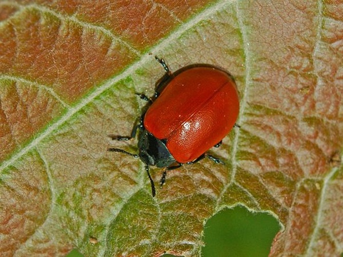 Chrysomela populi © <a href="//commons.wikimedia.org/wiki/User:Hectonichus" title="User:Hectonichus">Hectonichus</a>