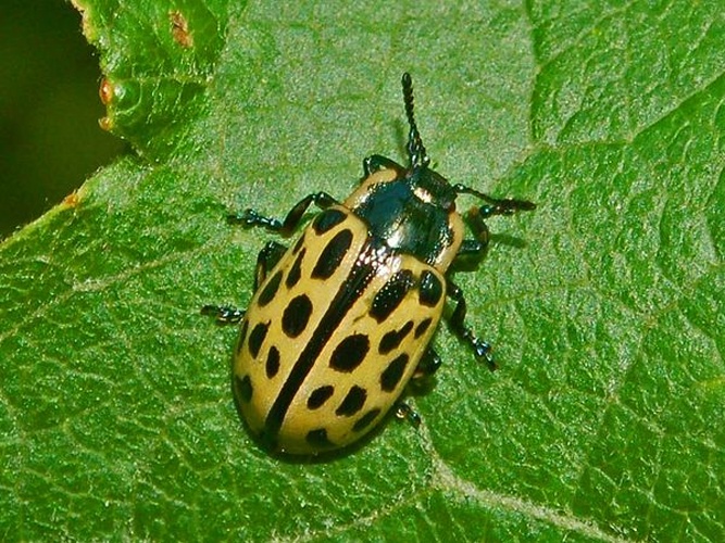 Chrysomela vigintipunctata © <a href="//commons.wikimedia.org/wiki/User:Hectonichus" title="User:Hectonichus">Hectonichus</a>
