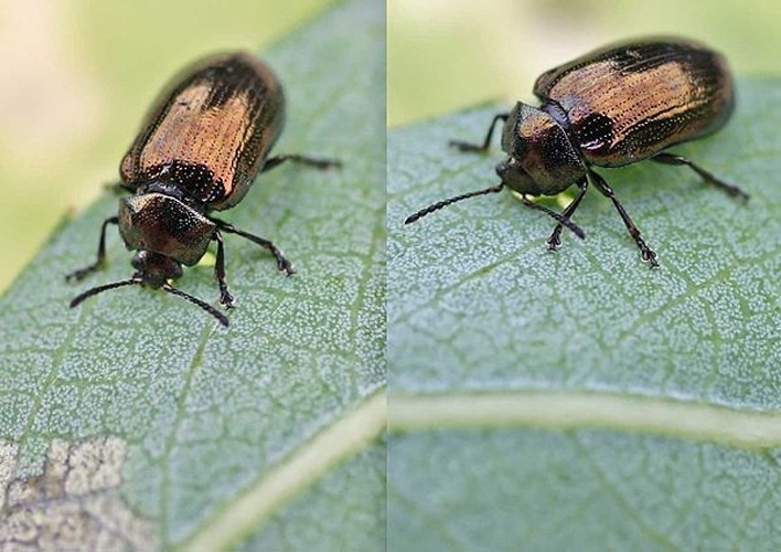 Blue willow beetle &copy; 