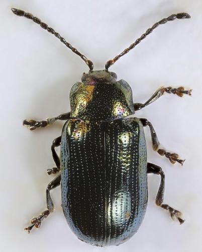 Phratora laticollis © <a rel="nofollow" class="external text" href="https://www.flickr.com/people/130093583@N04">Janet Graham</a>