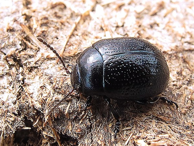 Chrysolina haemoptera &copy; <a rel="nofollow" class="external text" href="https://www.flickr.com/people/70626035@N00">jacilluch</a>